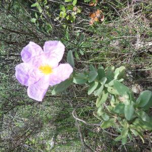 Photographie n°132487 du taxon Cistus albidus L.