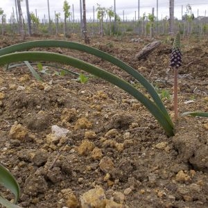 Photographie n°132493 du taxon Muscari comosum (L.) Mill. [1768]