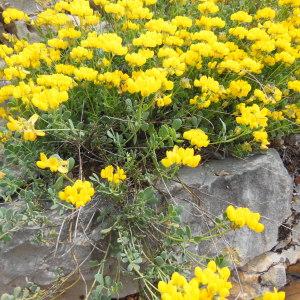 Photographie n°132504 du taxon Coronilla glauca L. [1755]