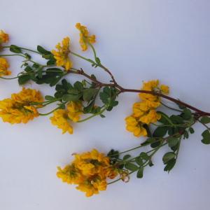 Photographie n°132505 du taxon Coronilla glauca L. [1755]