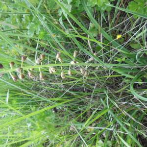 Photographie n°132513 du taxon Muscari comosum (L.) Mill.