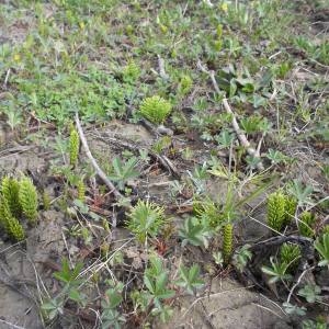 Photographie n°132524 du taxon Equisetum arvense L. [1753]