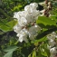  Liliane Roubaudi - Robinia pseudoacacia L. [1753]