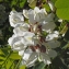  Liliane Roubaudi - Robinia pseudoacacia L. [1753]