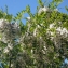  Liliane Roubaudi - Robinia pseudoacacia L. [1753]