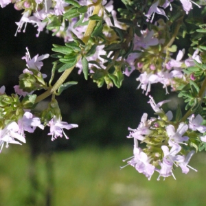 Photographie n°132557 du taxon Thymus vulgaris L. [1753]