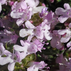 Photographie n°132562 du taxon Thymus vulgaris L. [1753]