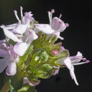 Photographie n°132563 du taxon Thymus vulgaris L. [1753]