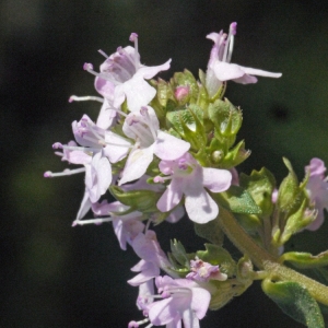 Photographie n°132564 du taxon Thymus vulgaris L. [1753]