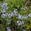  Liliane Roubaudi - Veronica austriaca subsp. teucrium (L.) D.A.Webb [1972]