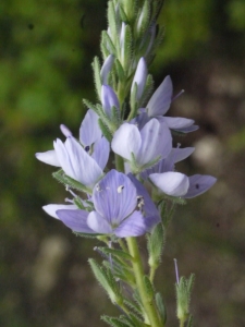 Liliane Roubaudi, le 11 mai 2013 (Beaucaire)
