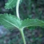  Liliane Roubaudi - Veronica austriaca subsp. teucrium (L.) D.A.Webb [1972]