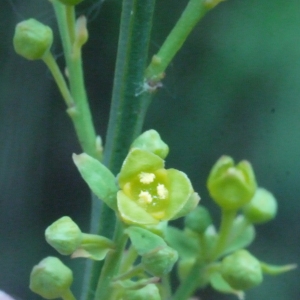 Osyris mediterranea Bubani (Osyris blanc)