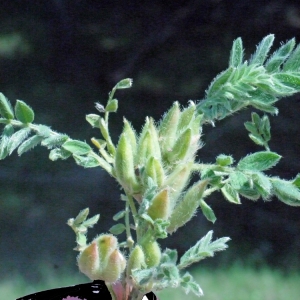 Photographie n°132614 du taxon Astragalus sesameus L. [1753]
