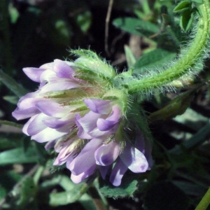 Photographie n°132619 du taxon Astragalus echinatus Murray [1770]