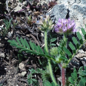 Photographie n°132621 du taxon Astragalus echinatus Murray [1770]