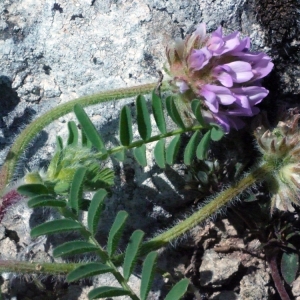 Photographie n°132622 du taxon Astragalus echinatus Murray [1770]