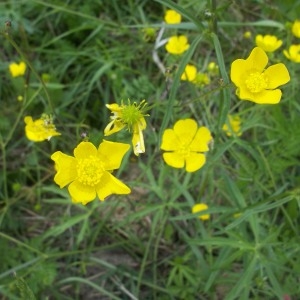 Photographie n°132628 du taxon Ranunculus repens L. [1753]