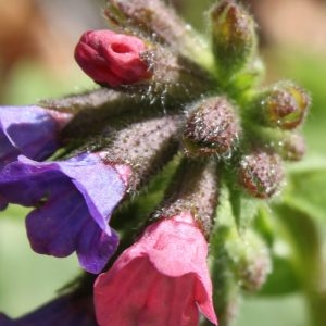 Pulmonaria affinis subsp. alpestris (Lamotte) P.Fourn. (Pulmonaire semblable)