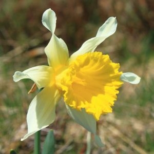 Photographie n°132651 du taxon Narcissus bicolor L. [1762]