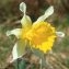  Alain RIVIÈRE - Narcissus bicolor L. [1762]