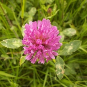 Photographie n°132658 du taxon Trifolium pratense L. [1753]