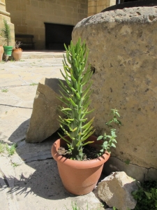 Michel RougÉ, le  5 mai 2013 (Baeza (cathédrale))