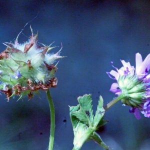 Photographie n°132707 du taxon Trifolium resupinatum L. [1753]