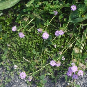 Photographie n°132711 du taxon Trifolium resupinatum L. [1753]