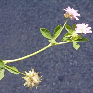 Photographie n°132713 du taxon Trifolium resupinatum L. [1753]