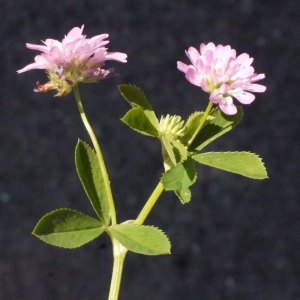 Photographie n°132714 du taxon Trifolium resupinatum L. [1753]