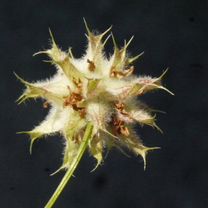 Photographie n°132718 du taxon Trifolium resupinatum L. [1753]