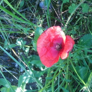 Photographie n°132766 du taxon Papaver rhoeas L. [1753]