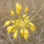  Jean-Claude Calais - Allium flavum L. [1753]