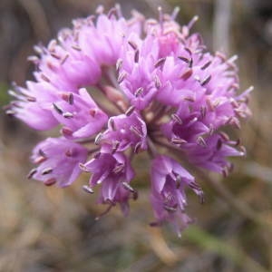 Allium ancipiticaule Delarbre (Ail des collines)