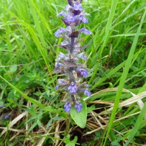 Photographie n°132833 du taxon Ajuga reptans L. [1753]