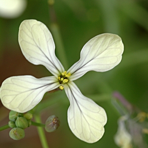 Photographie n°132940 du taxon Eruca sativa Mill. [1768]