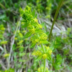 Photographie n°132941 du taxon Galium cruciata (L.) Scop. [1771]