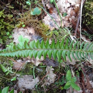 Photographie n°132953 du taxon Polystichum lonchitis (L.) Roth [1799]