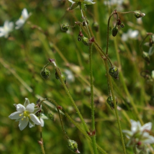 Photographie n°132955 du taxon Spergula arvensis L. [1753]