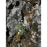 Arenaria hispida L. (Sabline hérissée)