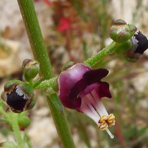 Photographie n°133017 du taxon Scrophularia provincialis Rouy [1909]