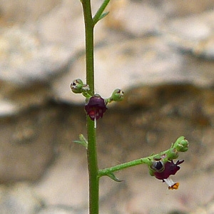 Photographie n°133019 du taxon Scrophularia provincialis Rouy [1909]