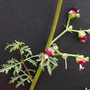 Photographie n°133021 du taxon Scrophularia provincialis Rouy [1909]