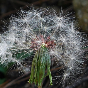  - Taraxacum obovatum (Waldst. & Kit. ex Willd.) DC. [1809]