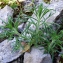  Bertrand BUI - Teucrium pseudochamaepitys L. [1753]