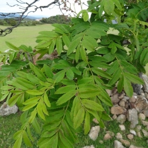 Photographie n°133031 du taxon Sorbus domestica L. [1753]