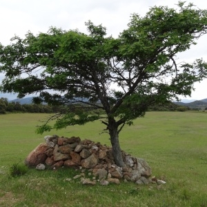 Photographie n°133032 du taxon Sorbus domestica L. [1753]