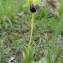  Cédric BEAUVAL - Ophrys sulcata Devillers & Devillers-Tersch. [1994]