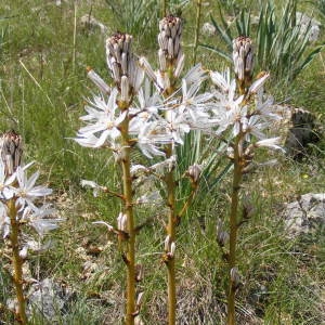 Photographie n°133089 du taxon Asphodelus albus Mill. [1768]